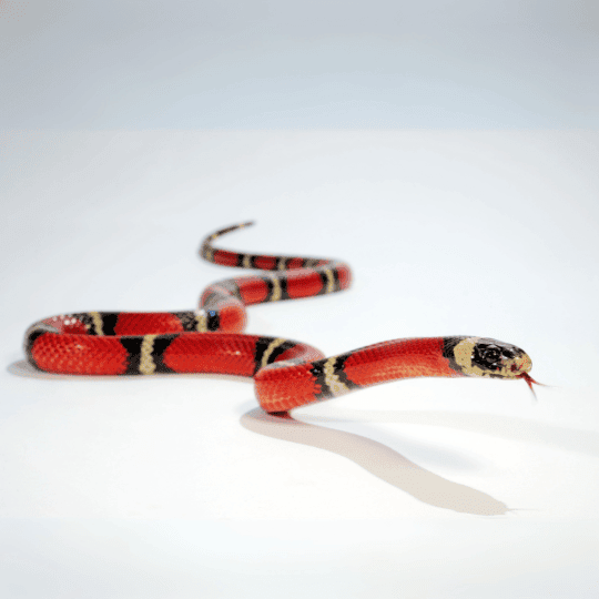 Lampropeltis t. sinaloe – Sinaloe Milchschlange