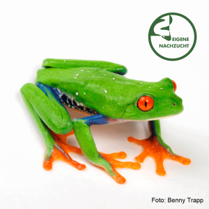 Agalychnis callidryas – Rotaugenlaubfrosch