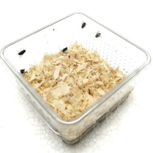Goldfliegenlarven