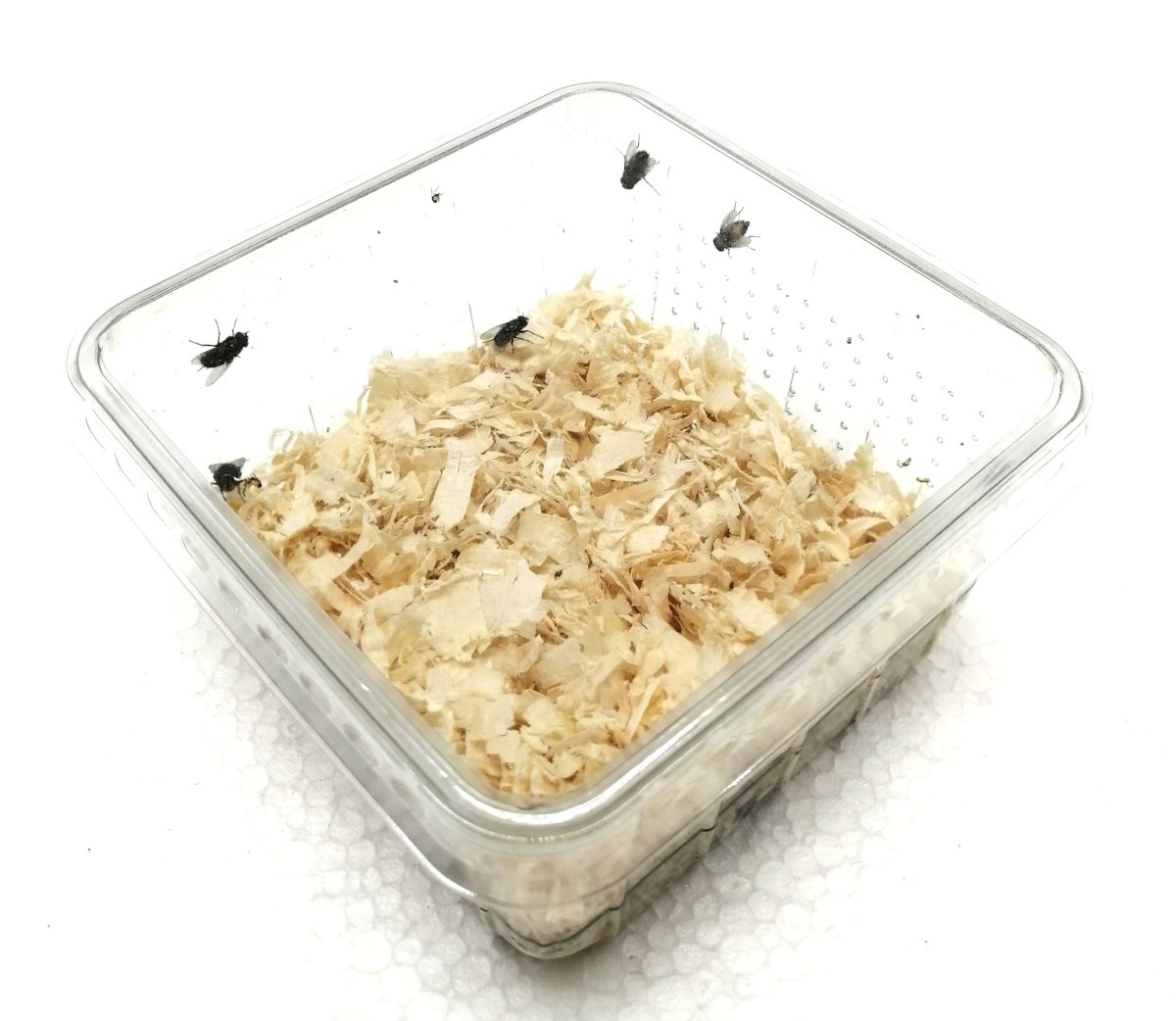 Goldfliegenlarven