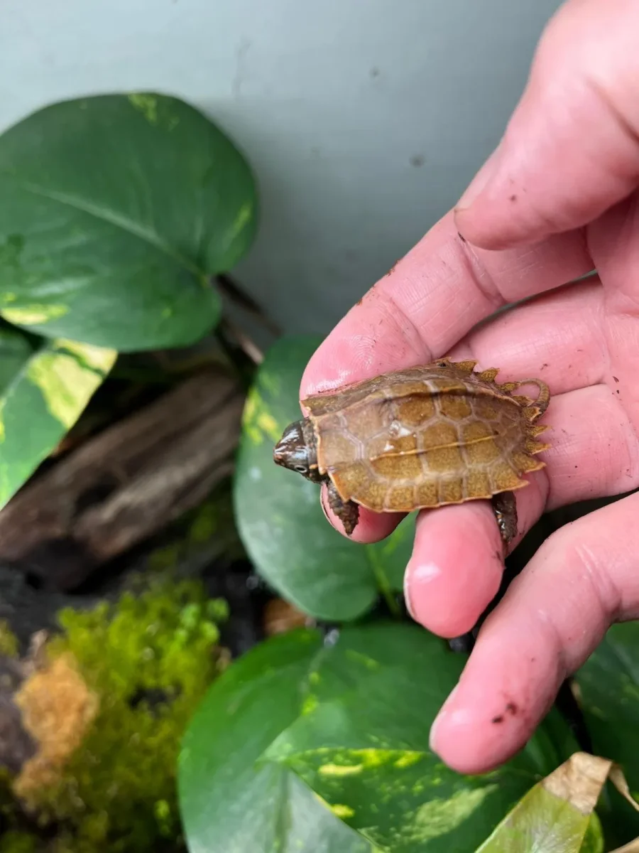 Zackenerdschildkröte – Geoemyda spengleri